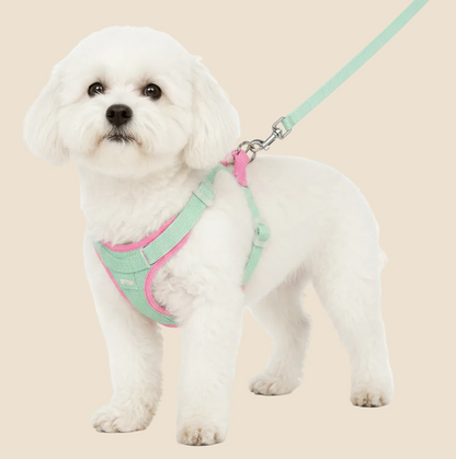 small white dog wearing a mint green and pink adjustable no-pull dog harness with matching leash for comfortable daily walks.