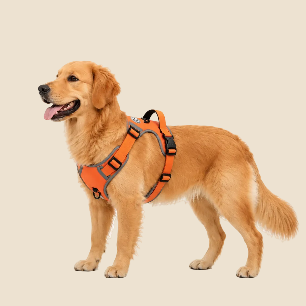 a golden retriever dog wearing an orange and gray harness, standing in profile against a solid white background.