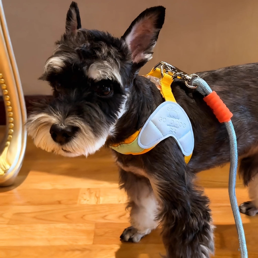 no-pull dog harness vest with matching leash for small and medium dogs