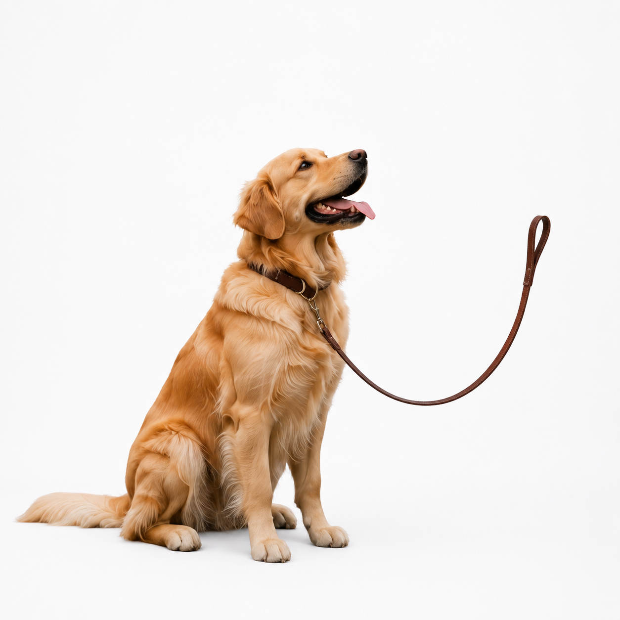 a golden retriever dog sitting and looking upward while wearing a dark brown collar and leash, photographed on a clean white studio background.