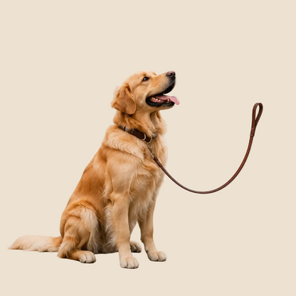 a golden retriever dog sitting and looking upward while wearing a dark brown collar and leash, photographed on a clean white studio background.