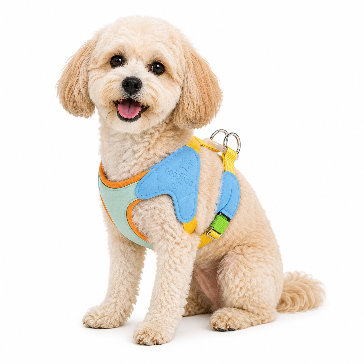small dog sitting while wearing a colorful padded no-pull dog harness on a white background, designed for comfortable, secure, and everyday walks.