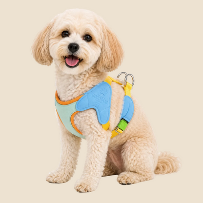 small dog sitting while wearing a colorful padded no-pull dog harness on a white background, designed for comfortable, secure, and everyday walks.