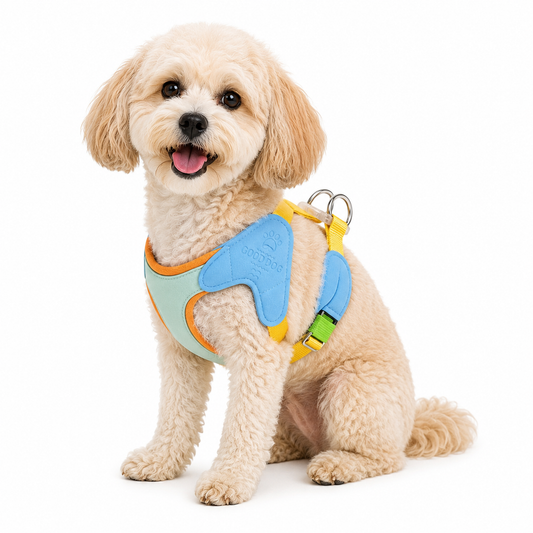 small dog sitting while wearing a colorful padded no-pull dog harness on a white background, designed for comfortable, secure, and everyday walks.