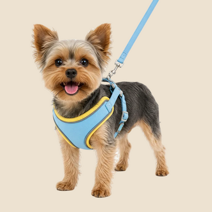small dog wearing a light blue and yellow no-pull dog harness with matching leash on a white background for comfortable and secure daily walks.